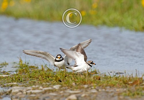 Ringed Plovers DM1086